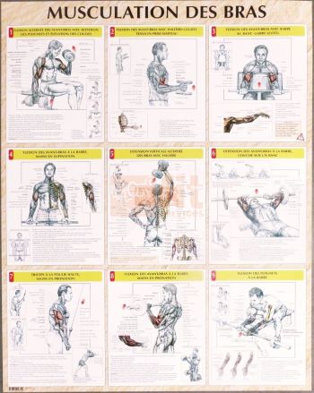 exercices pour la musculation des bras