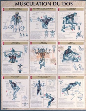 exercices pour la musculation du dos