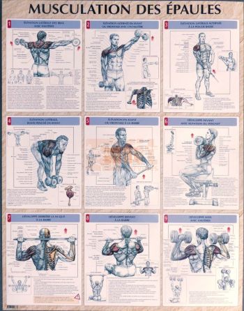 exercices pour la musculation des épaules