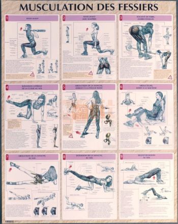 exercices pour la musculation des fessiers